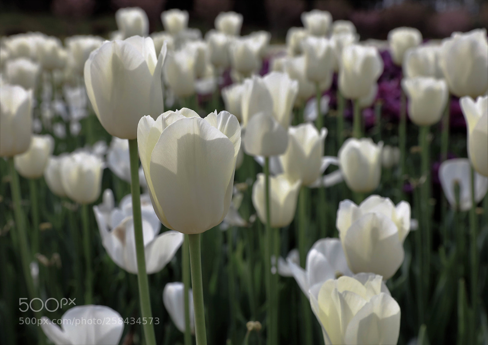 Canon EOS 5DS R sample photo. Pure photography