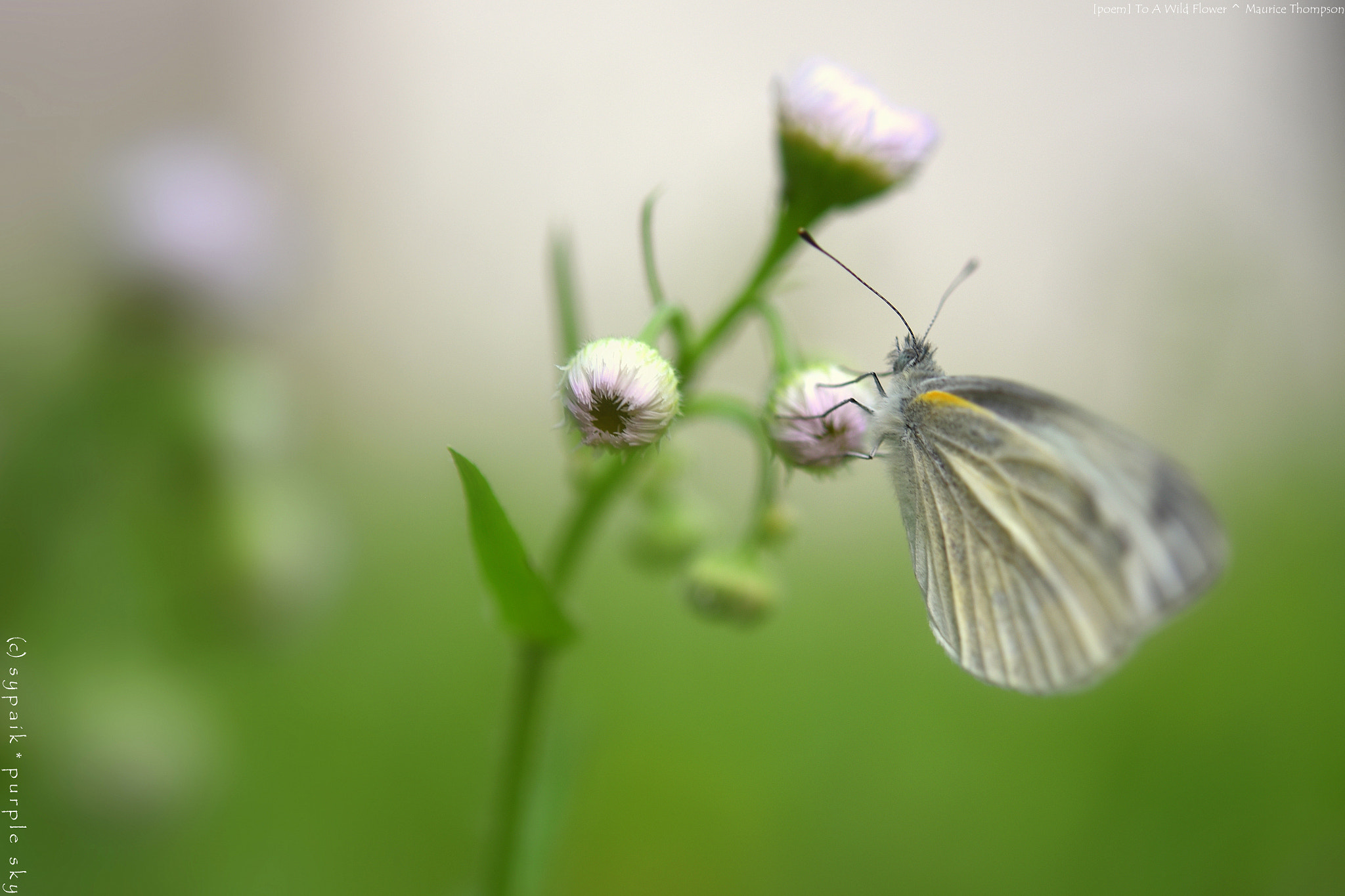Nikon AF-S Micro-Nikkor 60mm F2.8G ED sample photo. To a wild flower ** photography