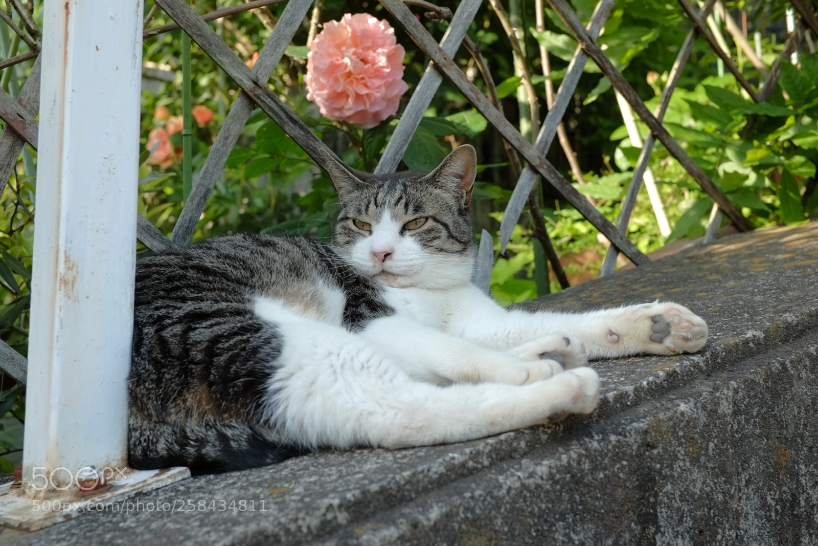 Fujifilm X-Pro1 sample photo. The faraway lookⅡ photography