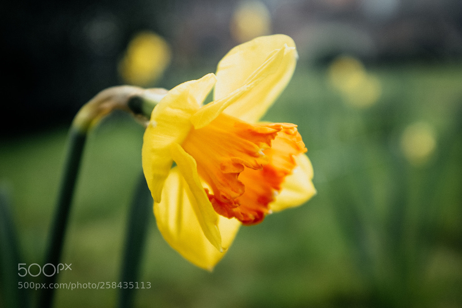 Fujifilm X100F sample photo. Beguinage flower photography