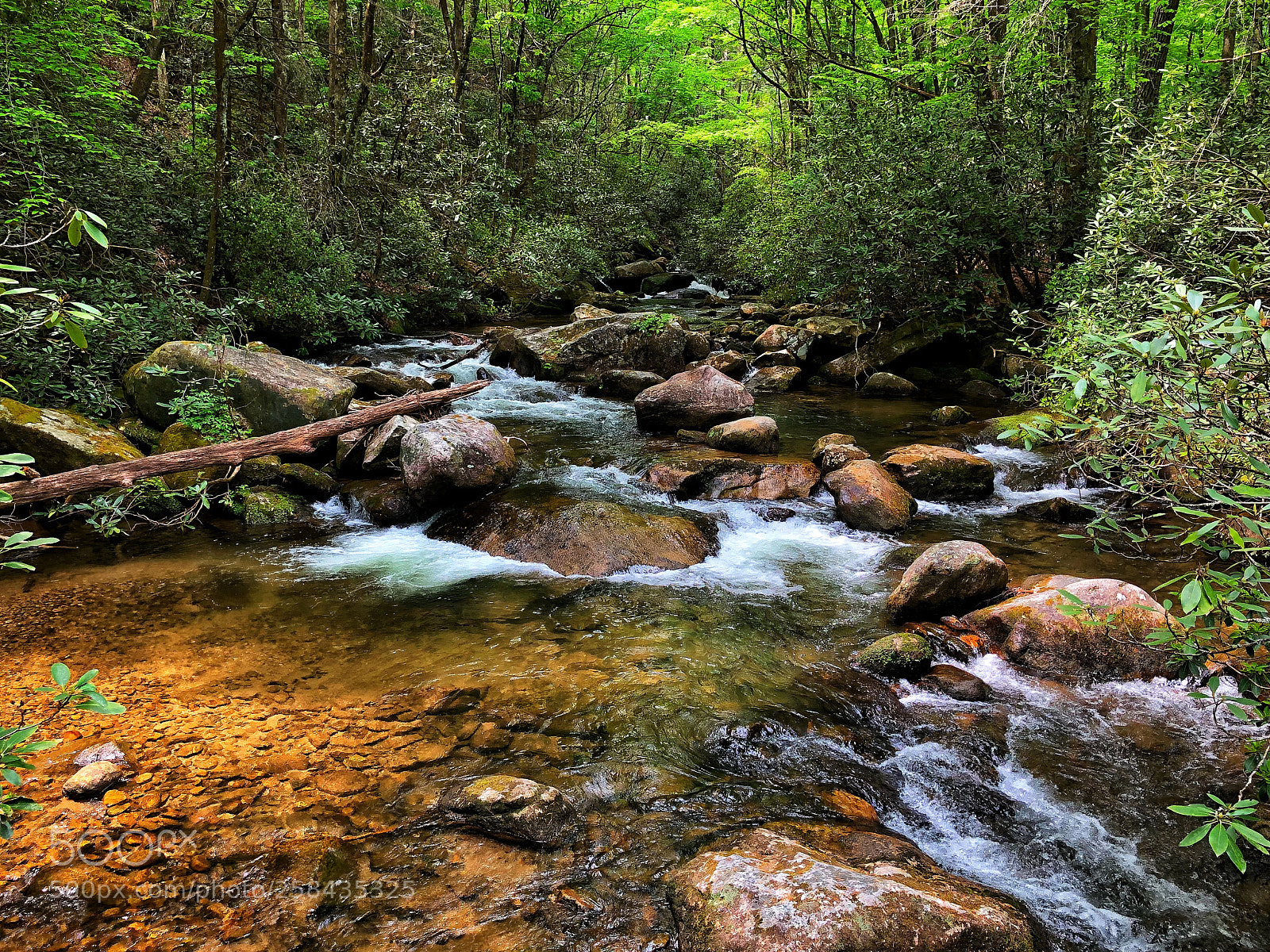 Apple iPhone 8 Plus sample photo. South carolina stream in photography