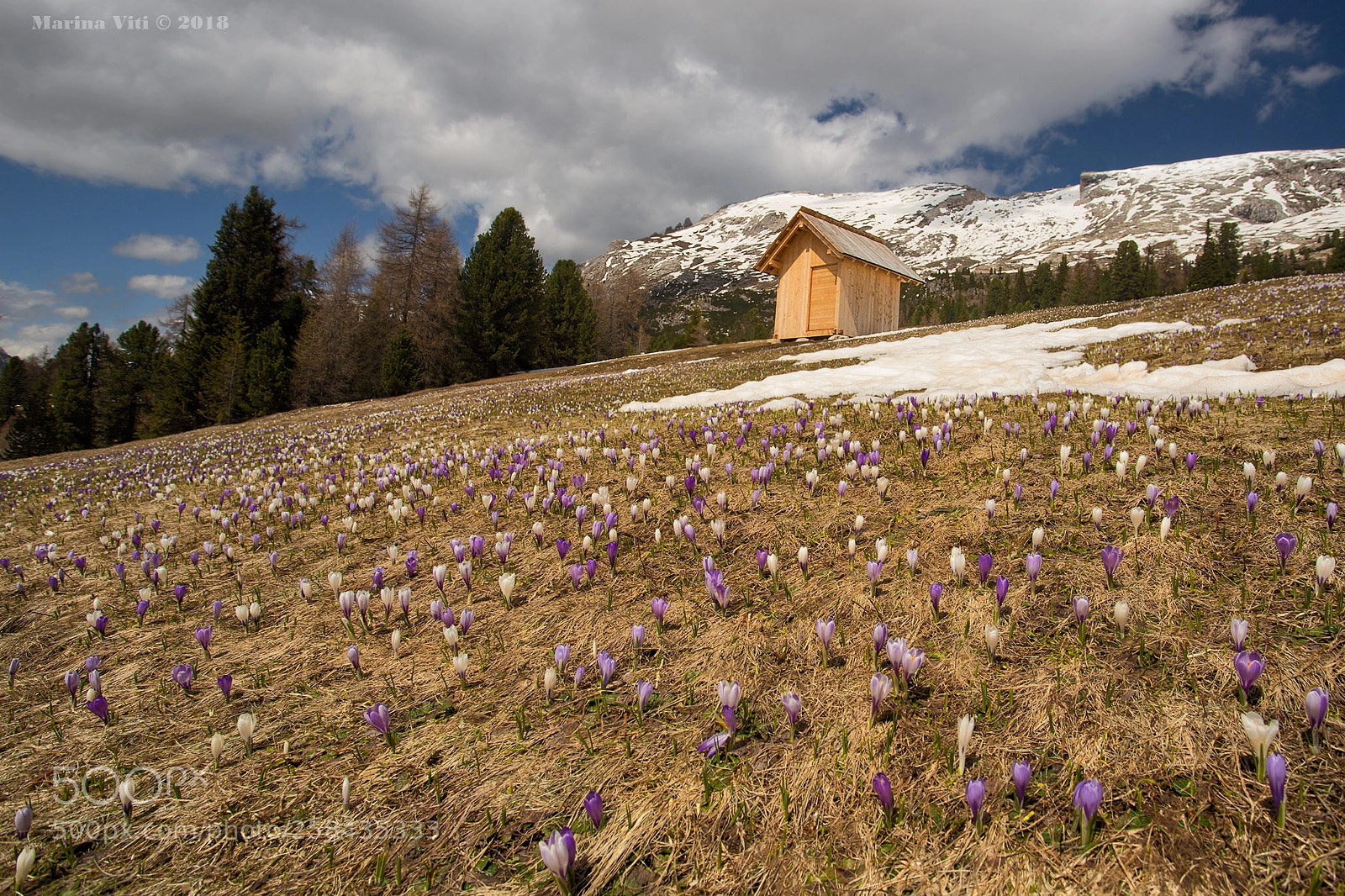 Canon EOS 6D sample photo. A crocus meadow photography