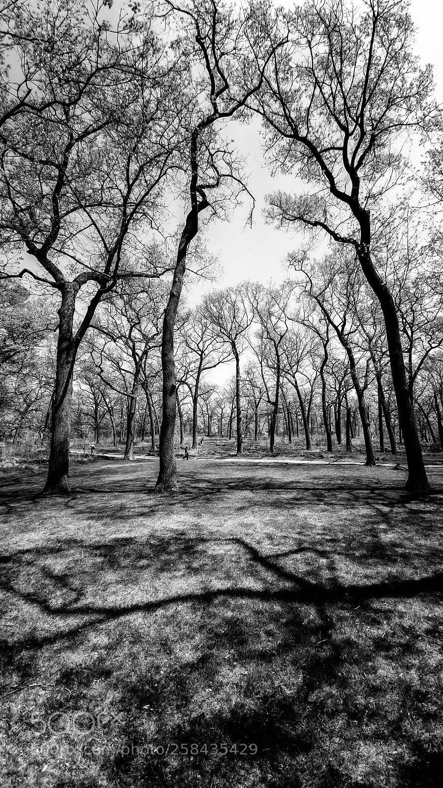 LG G5 sample photo. High park photography
