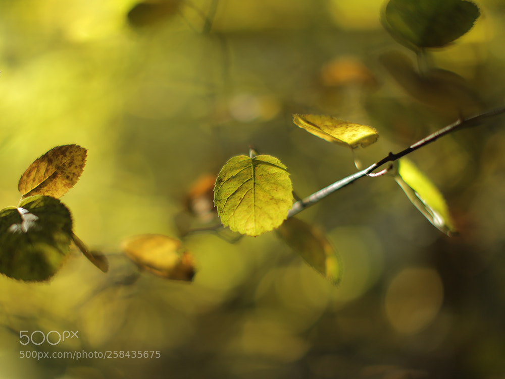 Canon EOS 6D sample photo. Untitled photography