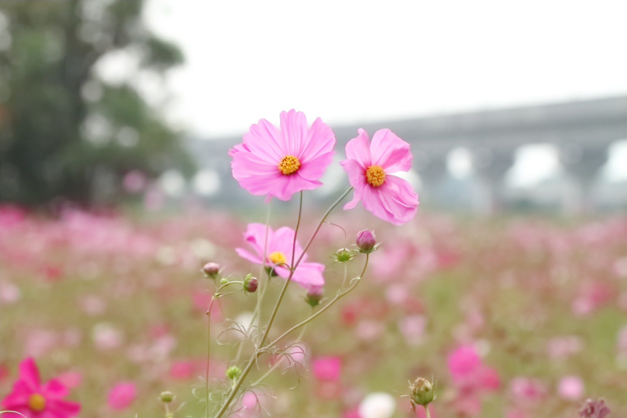 Canon EF 100mm F2.8L Macro IS USM sample photo. 大波斯菊 photography
