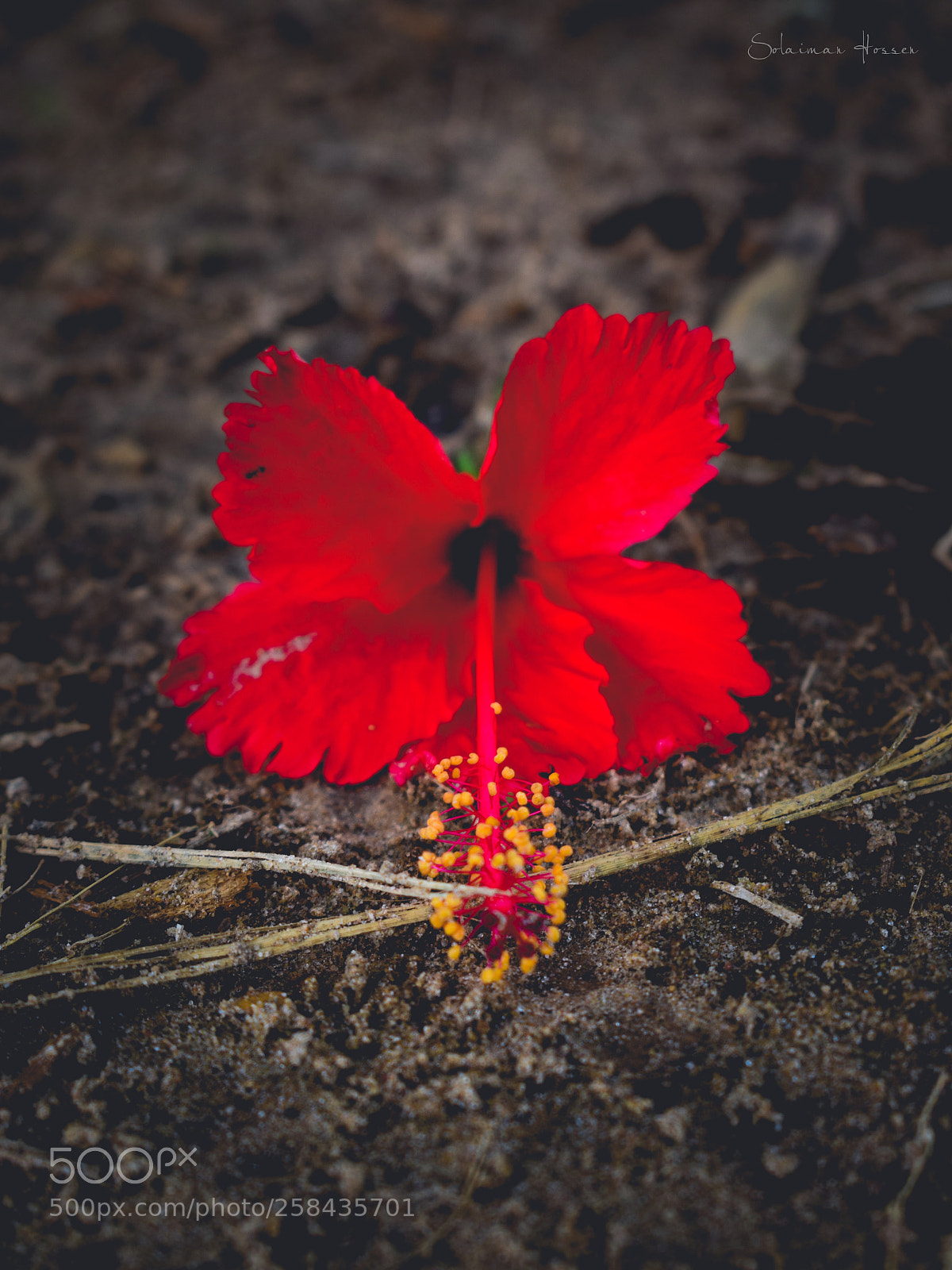 Nikon D5300 sample photo. Neglected photography