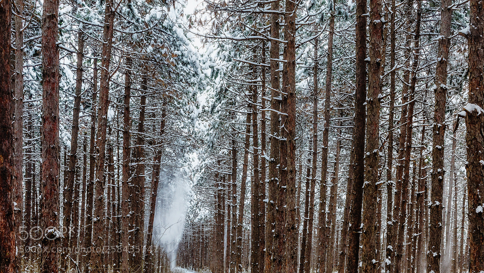Nikon D7200 sample photo. Falling snow in pinewood photography