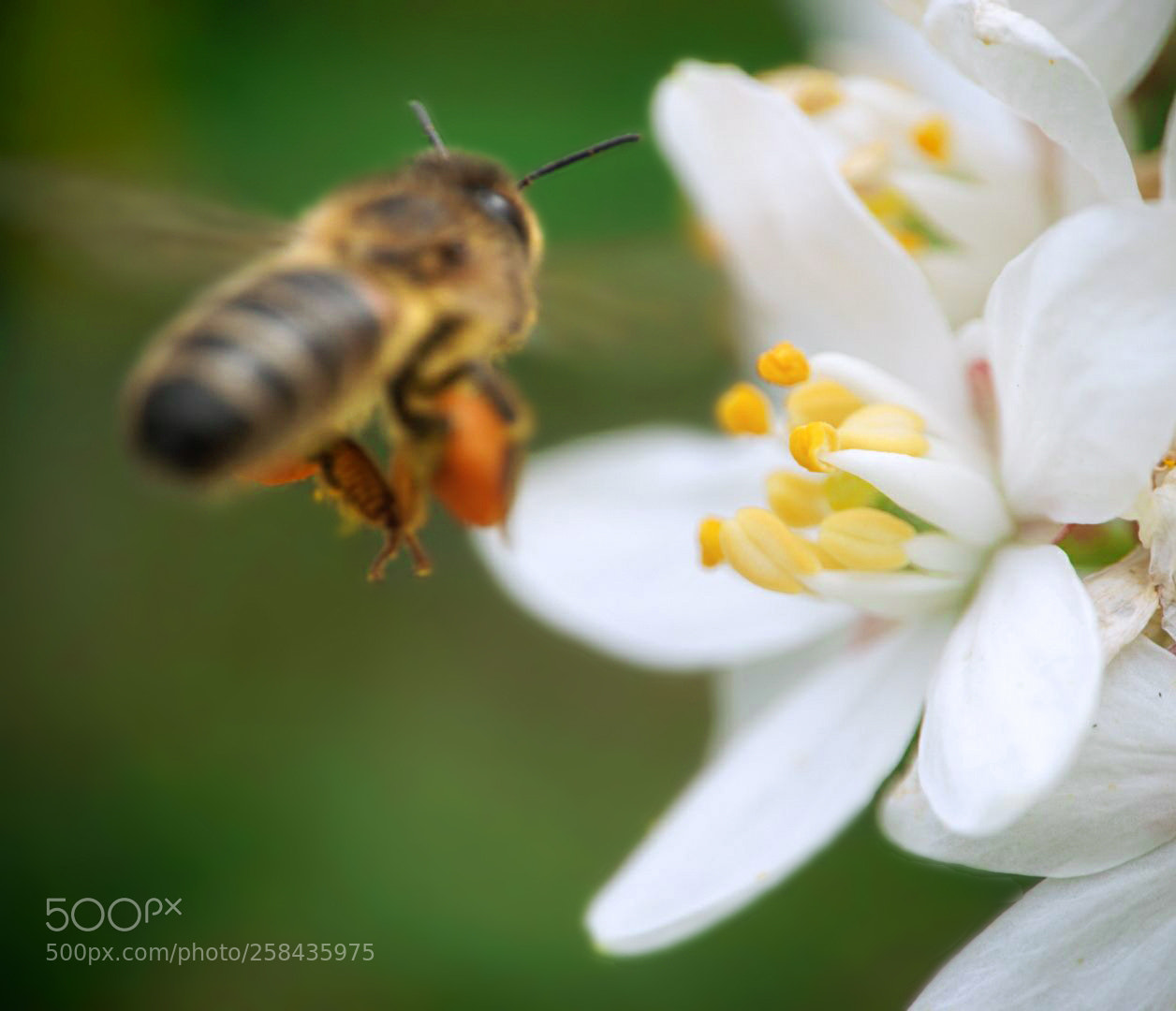 Sony a6000 sample photo. Bee photography