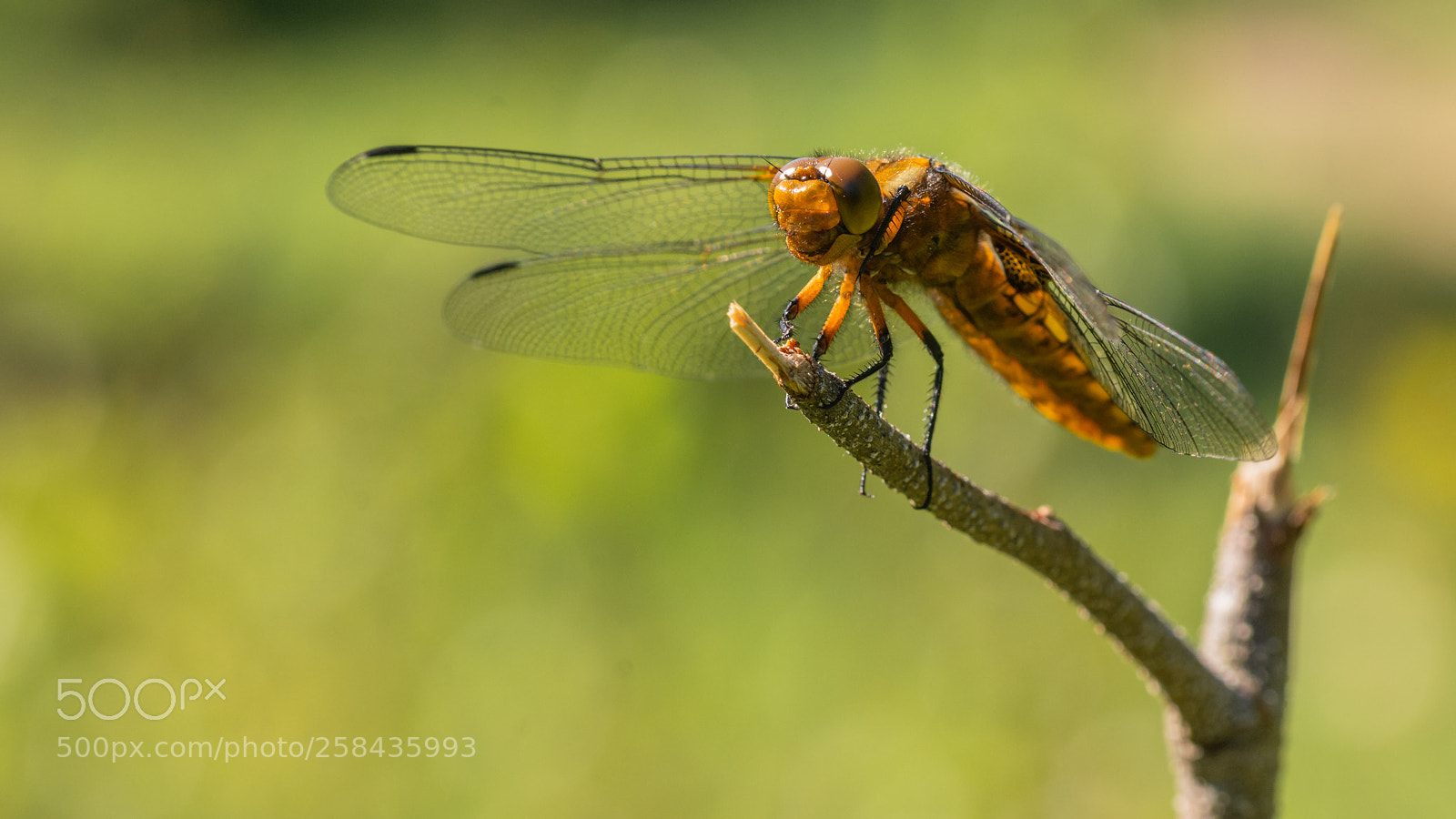 Nikon D7200 sample photo. Broad-bodied chaser photography