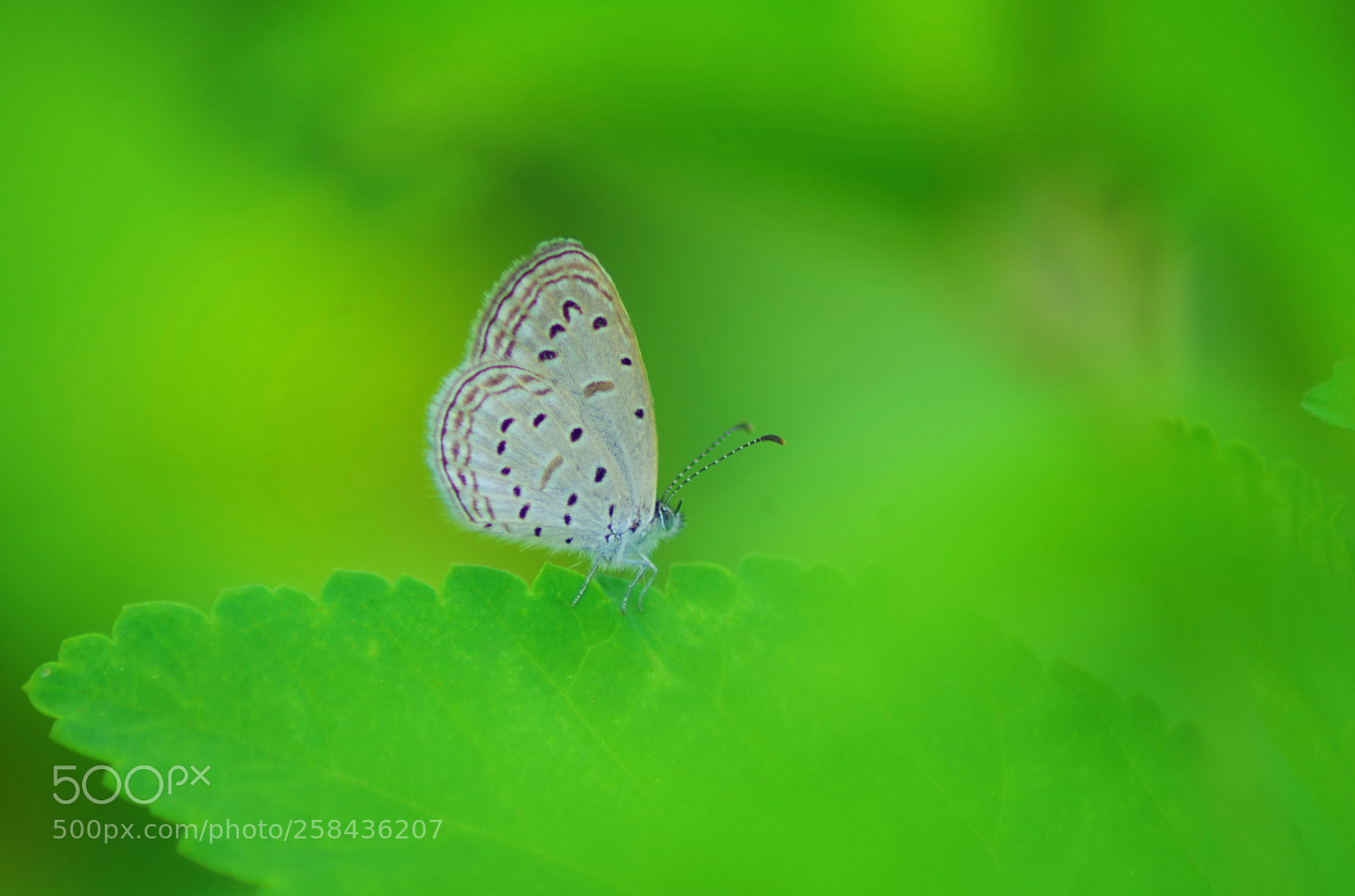 Pentax K-500 sample photo. Tiny grass blue ! photography