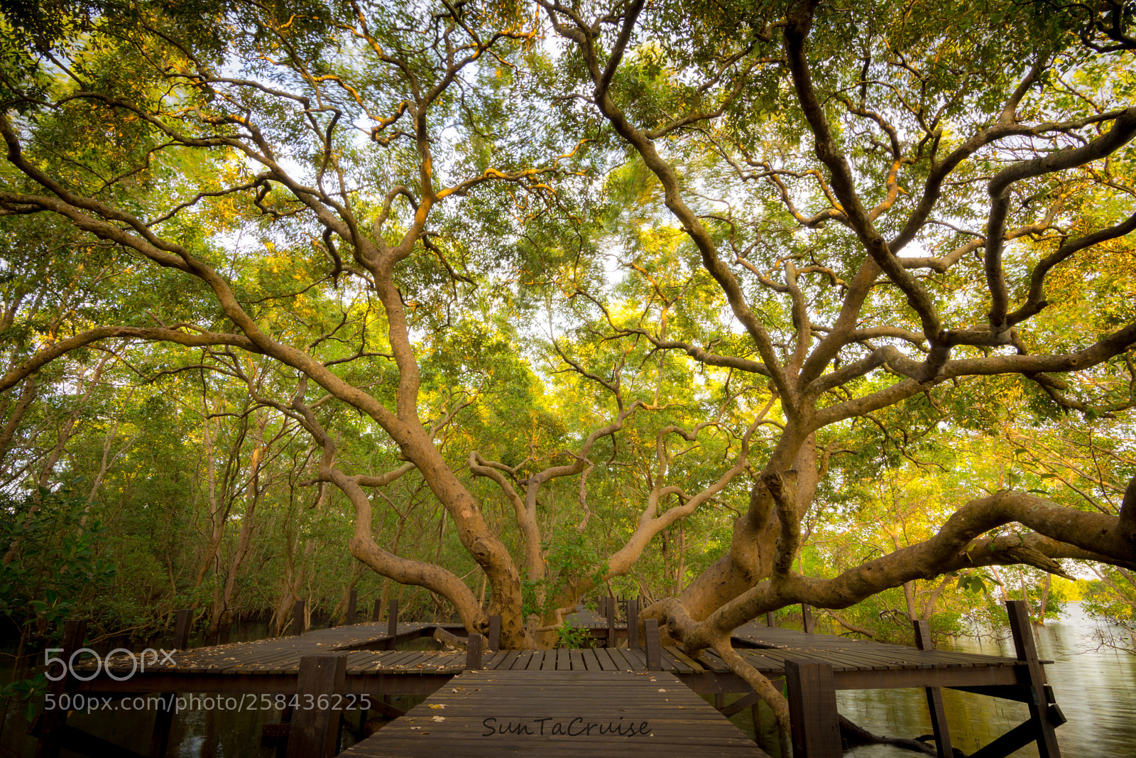 Nikon D7200 sample photo. The big tree. photography