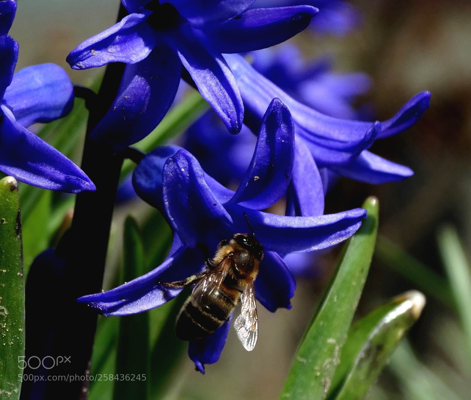 Sony Cyber-shot DSC-HX300 sample photo. Pretty bee photography