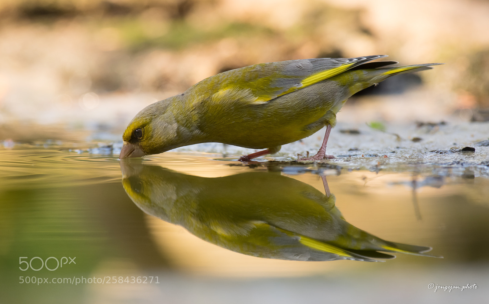 Pentax K-3 II sample photo. Greenfinch photography