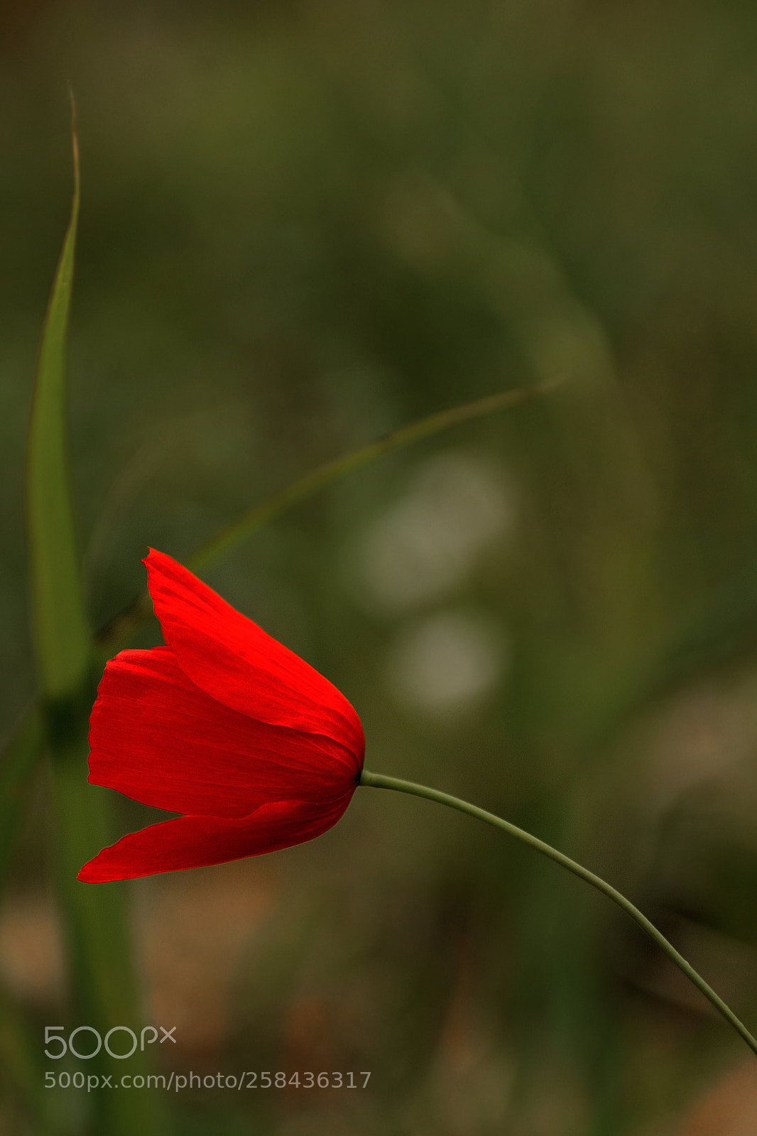 Nikon D300 sample photo. More than red. photography