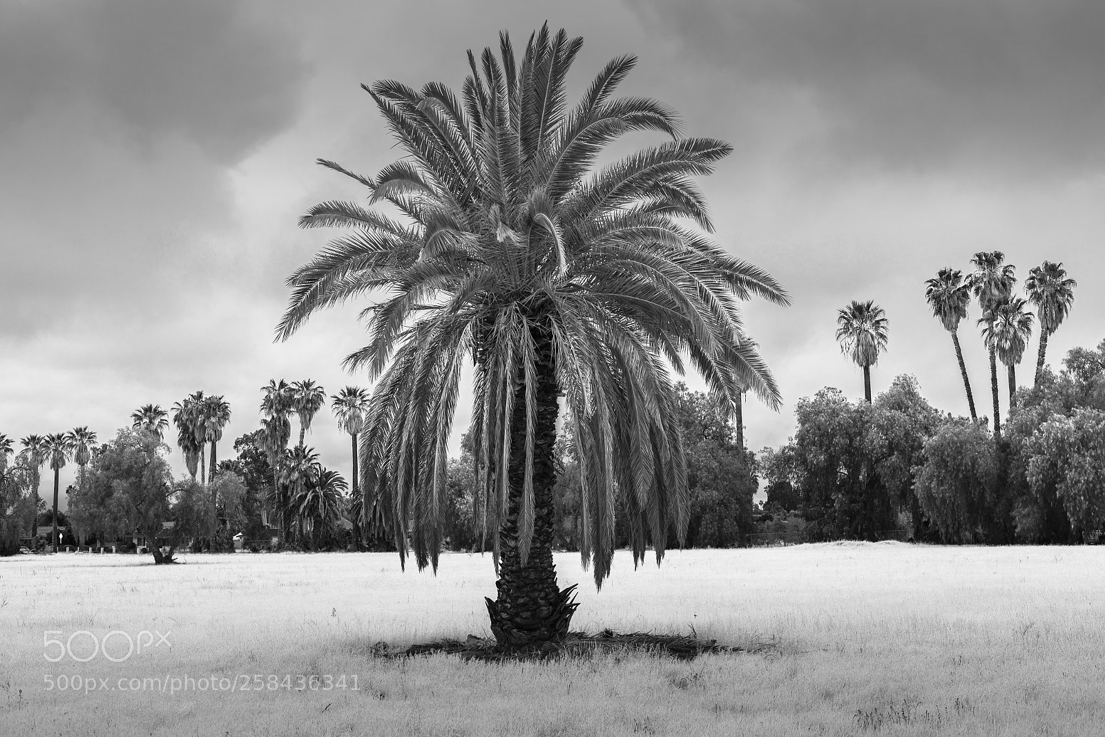 Canon EOS 5D Mark IV sample photo. Standing alone black and photography