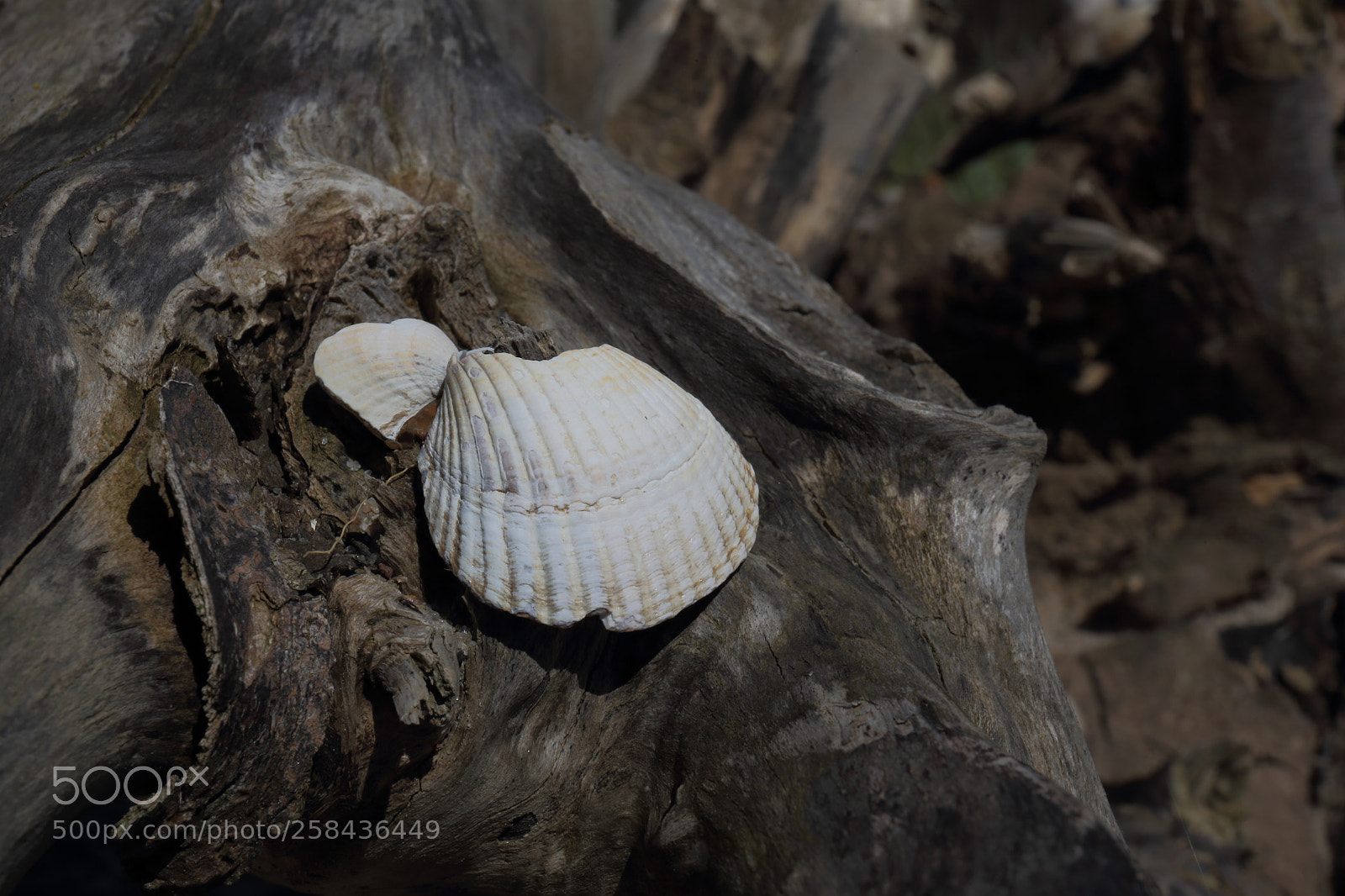 Canon EF 24-70mm F4L IS USM sample photo. Seashell photography