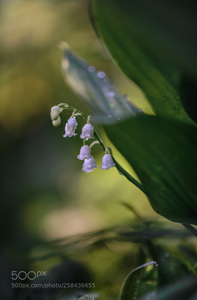 Nikon D600 sample photo. Mayday photography