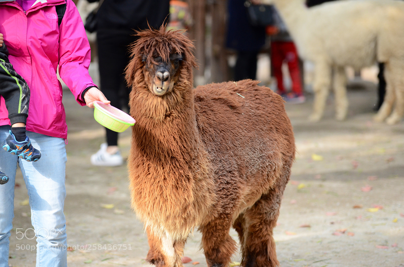 Nikon D7000 sample photo. Shanghai wild animal park photography