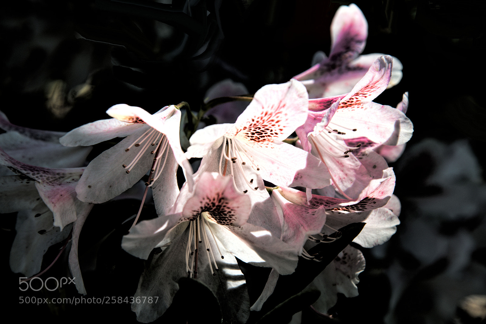 Nikon D850 sample photo. A splash of sunlight photography