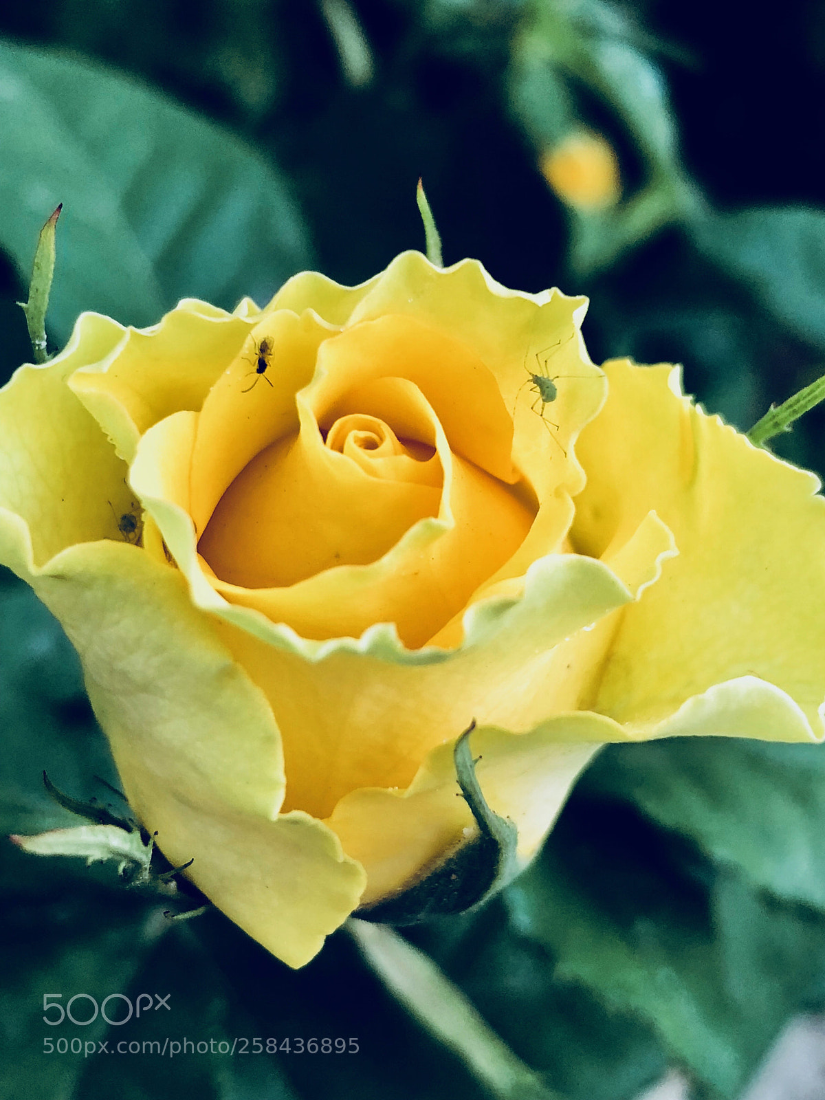 Apple iPhone X sample photo. Garden flower photography