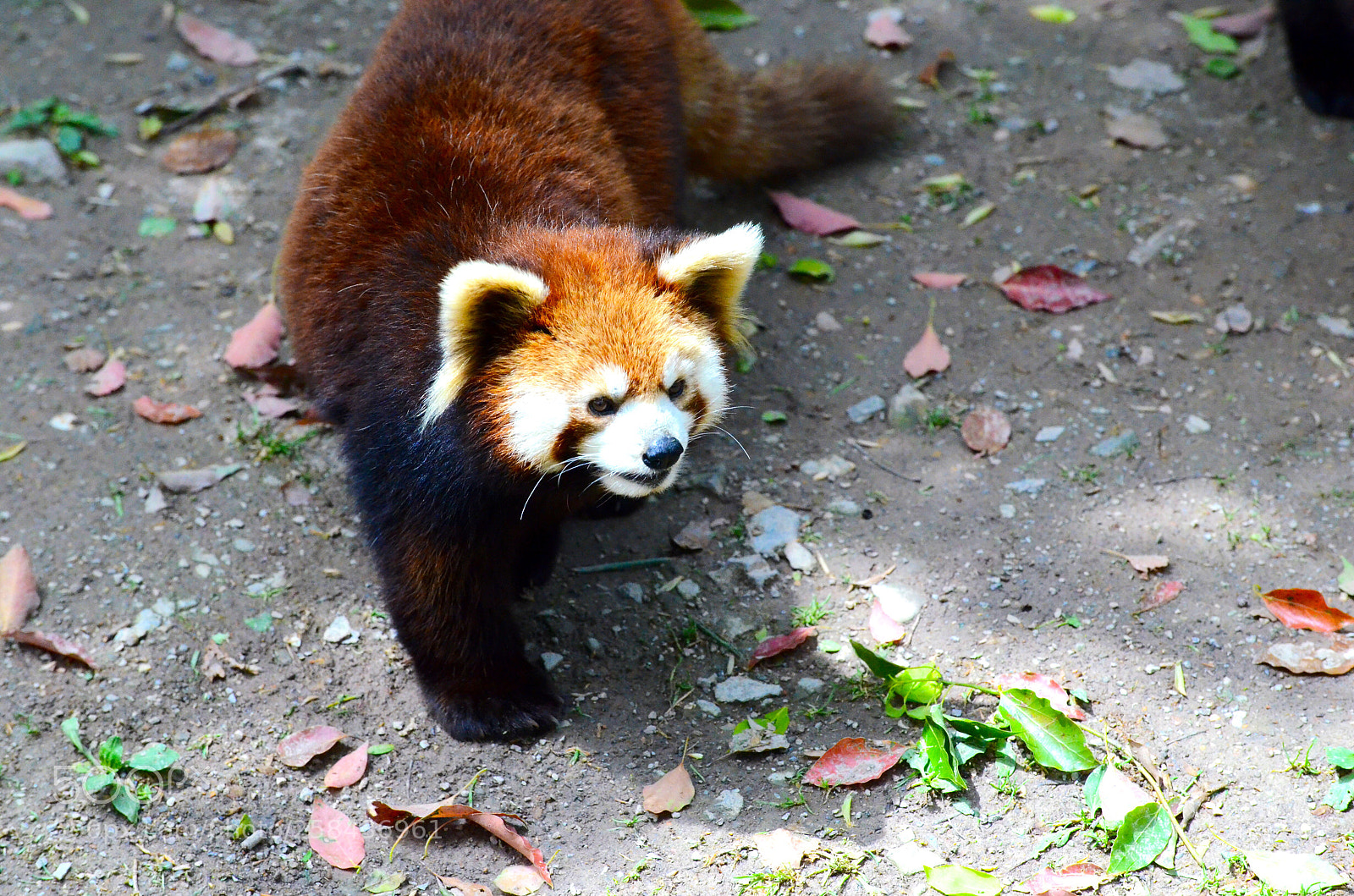 Nikon D7000 sample photo. Shanghai wild animal park photography