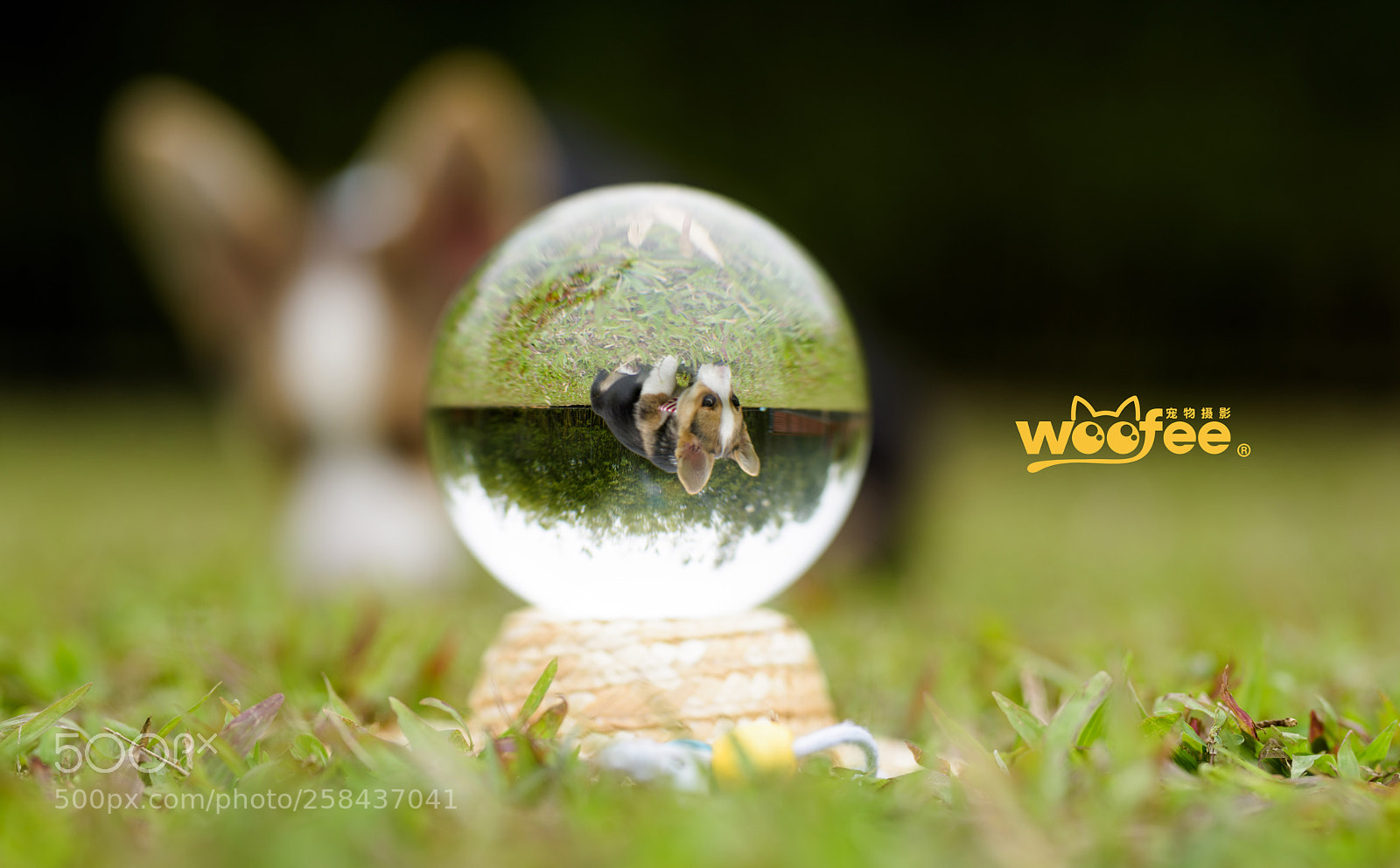 Nikon D810 sample photo. Through the ball photography