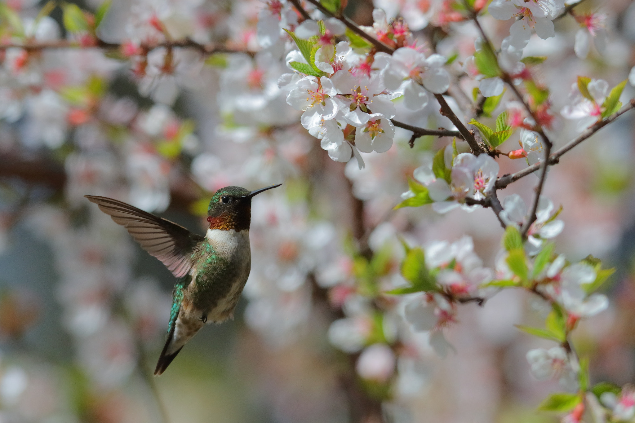 Canon EOS-1D X Mark II + Canon EF 600mm F4L IS II USM sample photo. Ruby-throated hummingbird photography