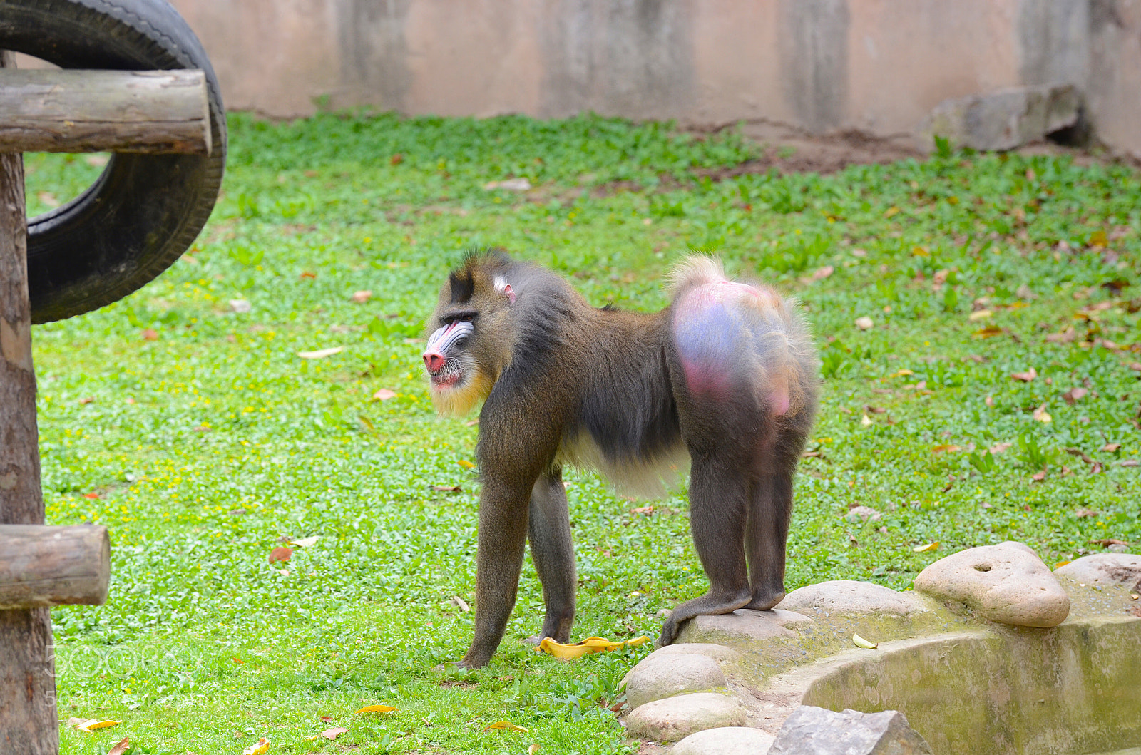 Nikon D7000 sample photo. Shanghai wild animal park photography