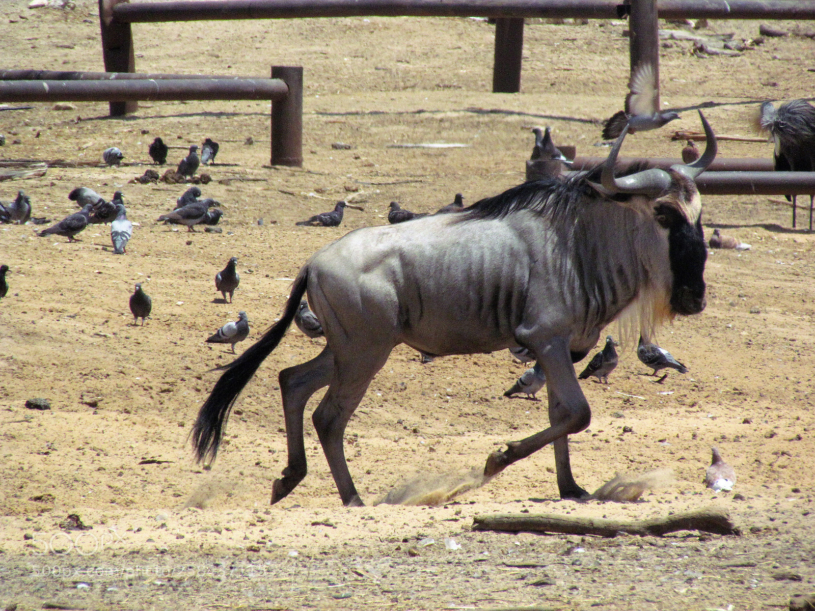 Canon PowerShot SX30 IS sample photo. Running awy photography
