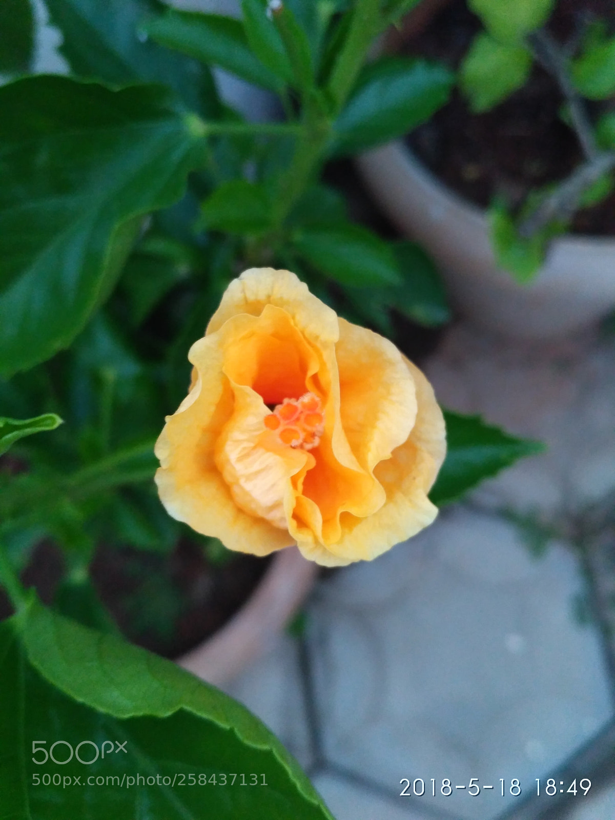 Xiaomi Redmi 3S sample photo. Colors photography