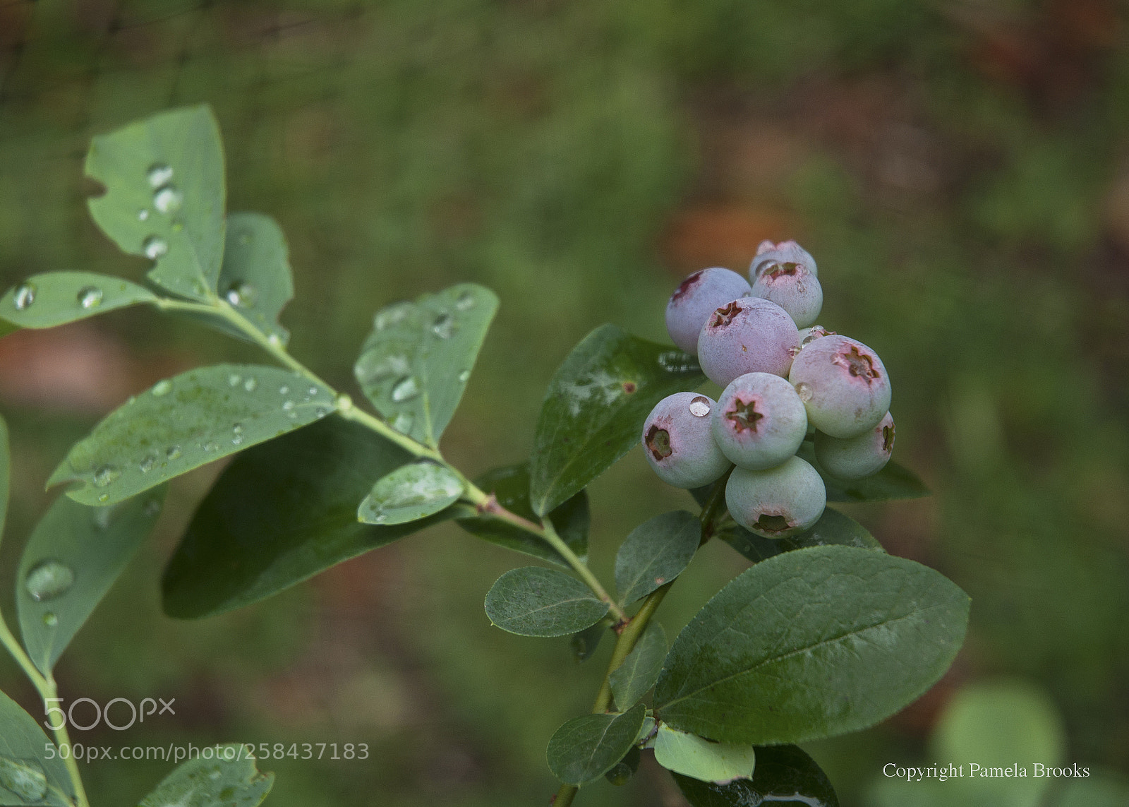 Nikon D90 sample photo. Ripening photography