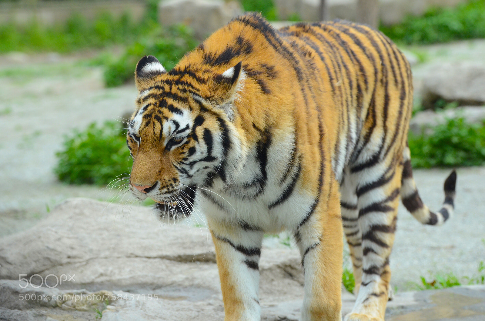 Nikon D7000 sample photo. Shanghai wild animal park photography