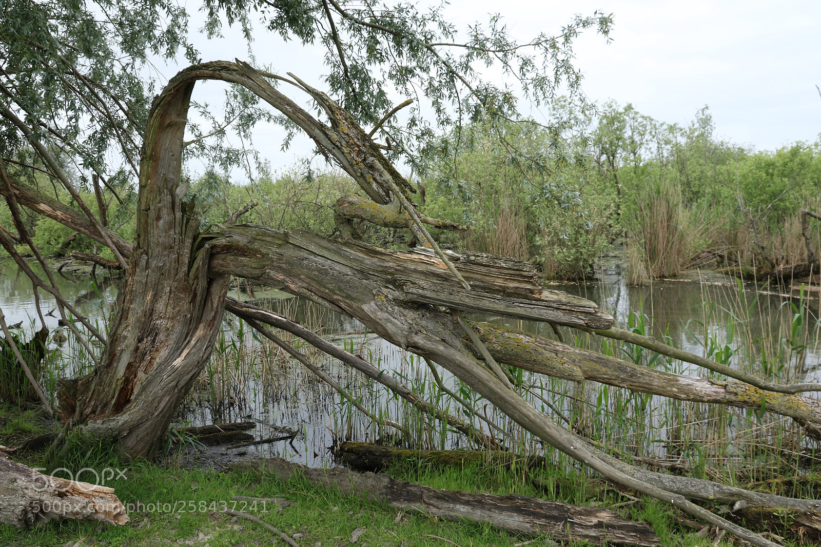 Canon EOS 7D Mark II sample photo. Untitled photography