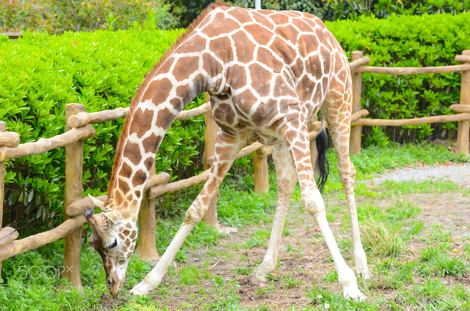 Nikon D7000 sample photo. Shanghai wild animal park photography
