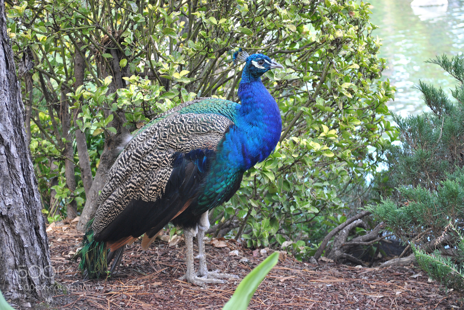 Nikon D3000 sample photo. Peacock? photography