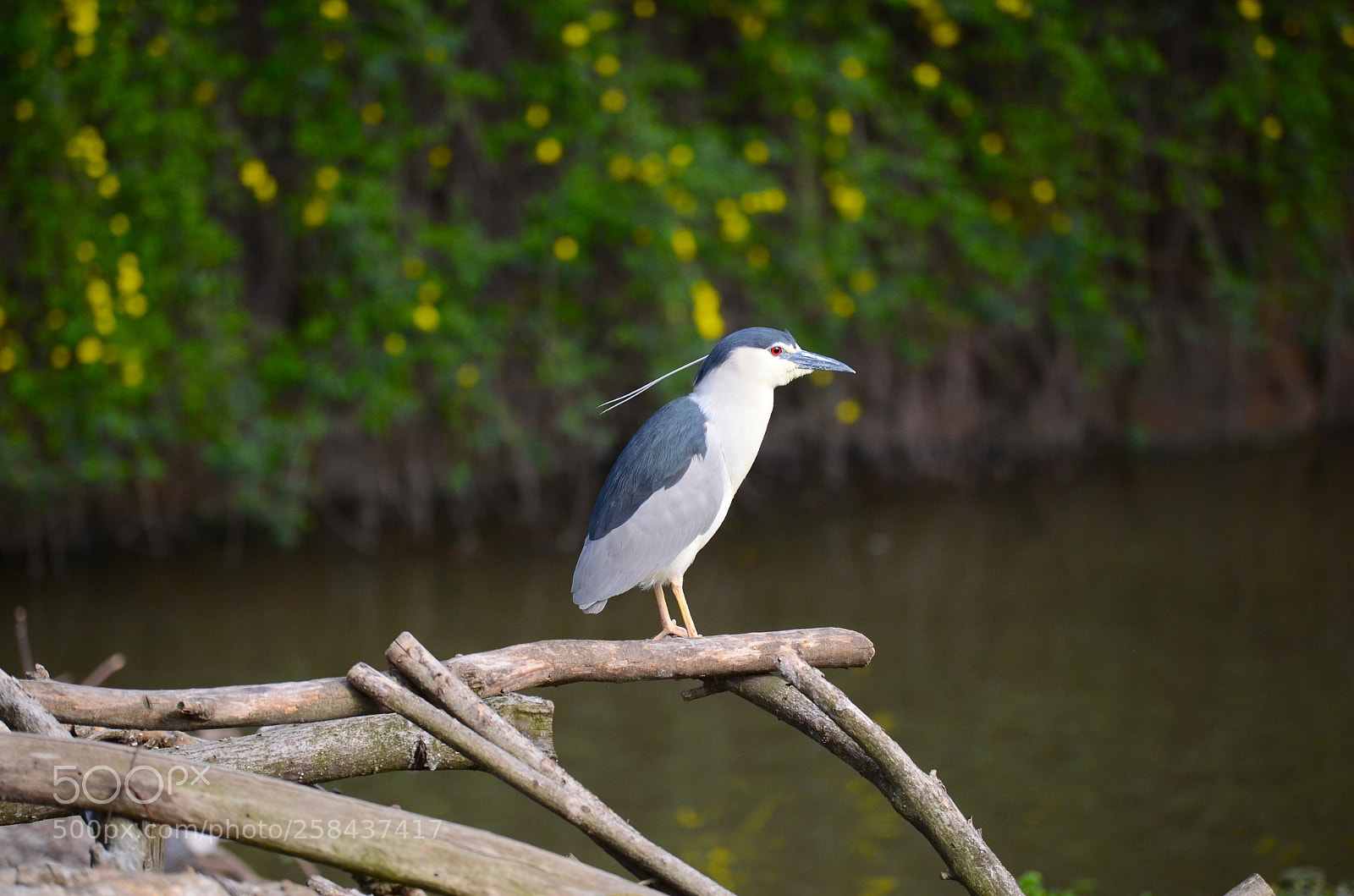 Nikon D7000 sample photo. Shanghai wild animal park photography