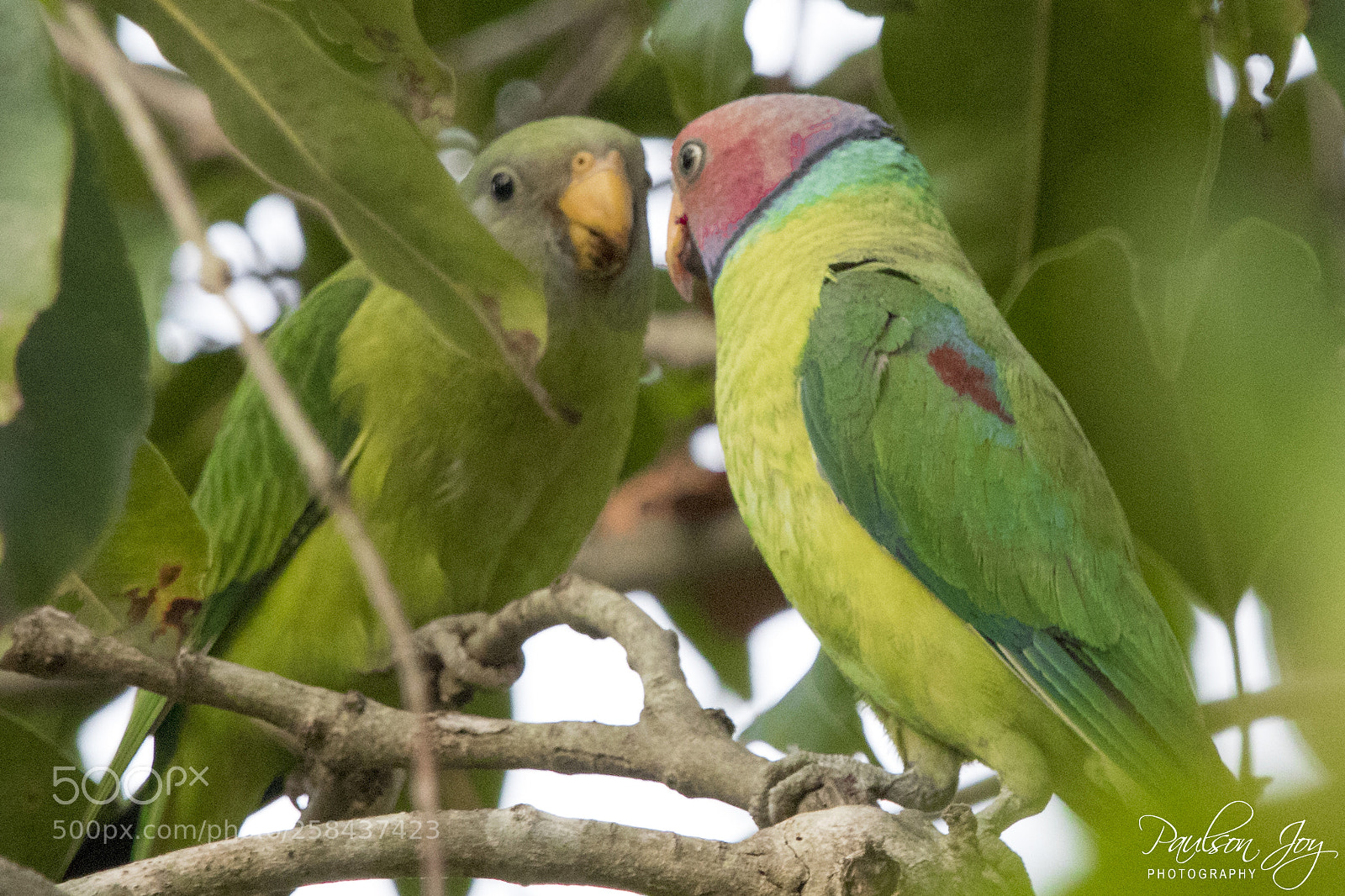 Canon EOS 80D sample photo. Plum headed parakeet photography