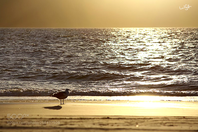 Canon EOS 50D sample photo. Sunset photography