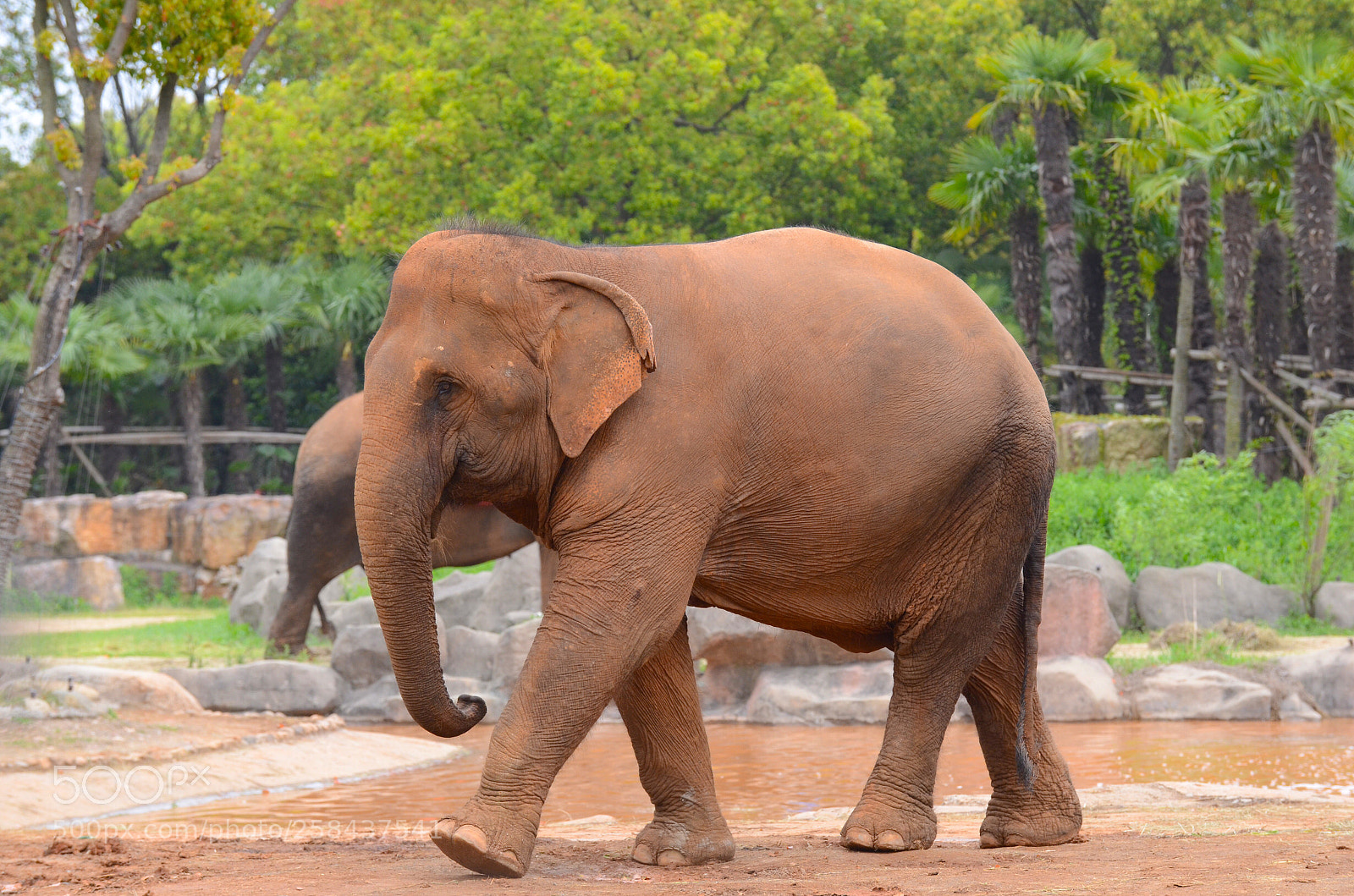 Nikon D7000 sample photo. Shanghai wild animal park photography