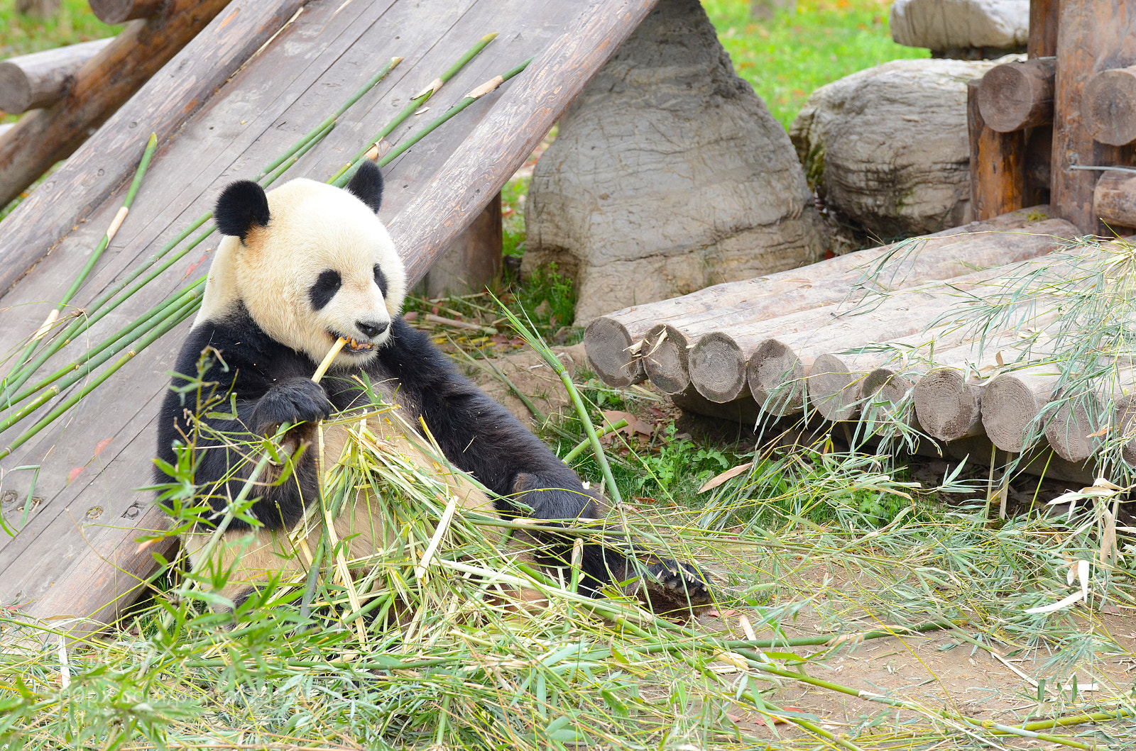 Nikon D7000 sample photo. Panda photography