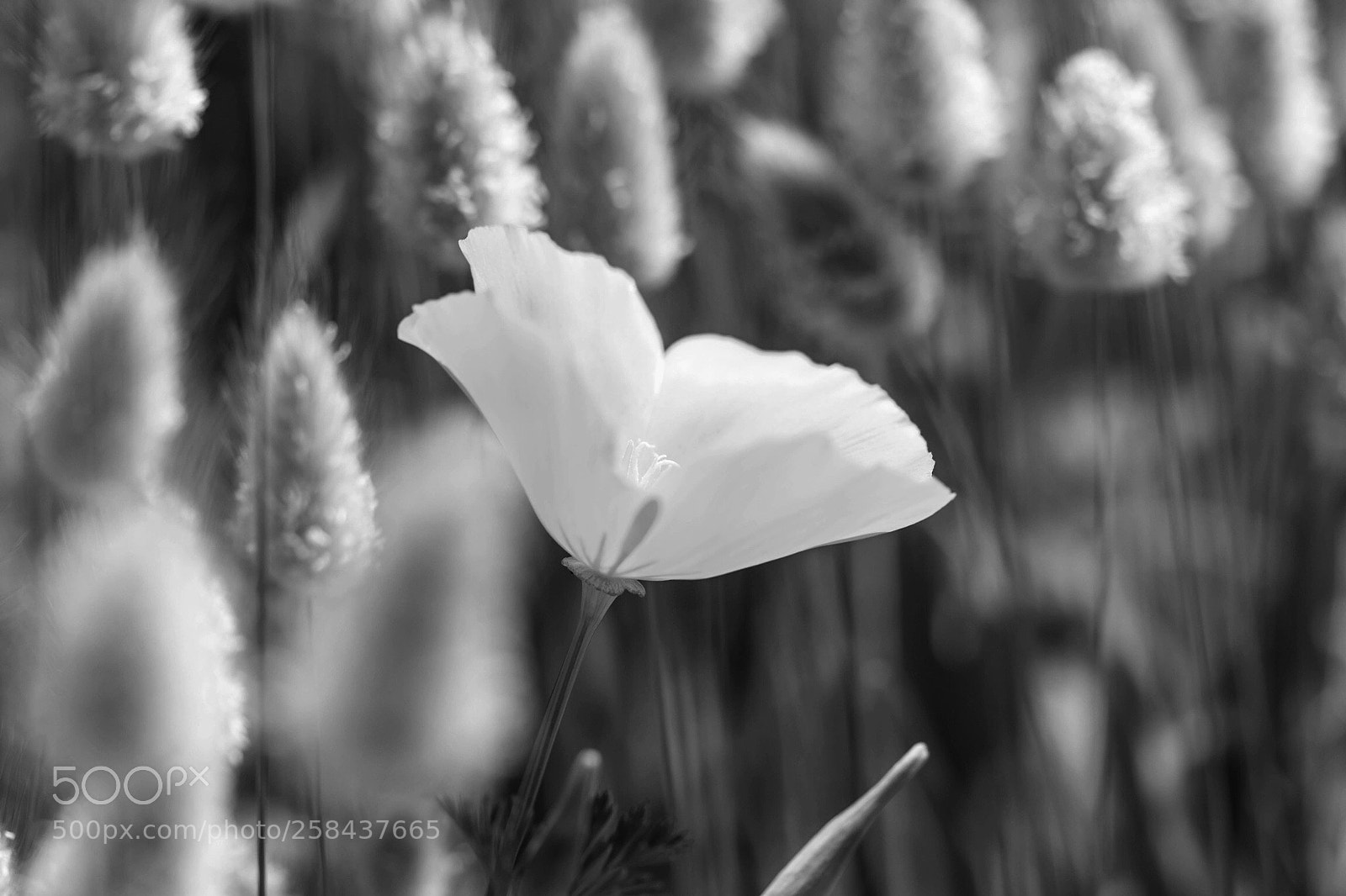 Canon EOS 80D sample photo. Untitled photography