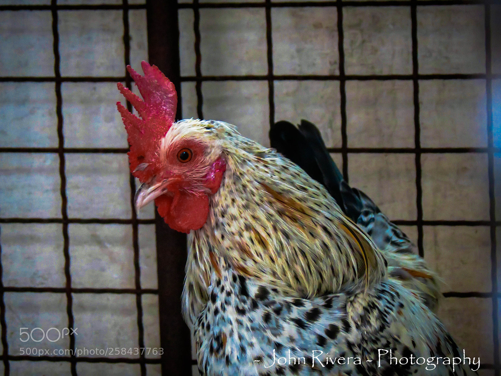Canon PowerShot SX40 HS sample photo. Img photography