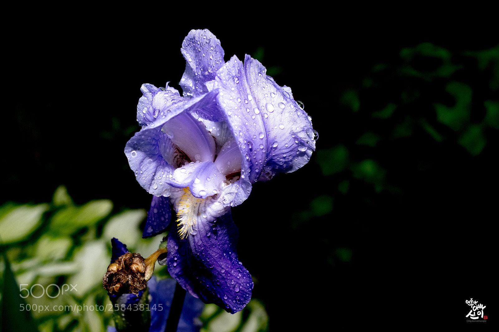 Fujifilm X-T2 sample photo. German iris photography