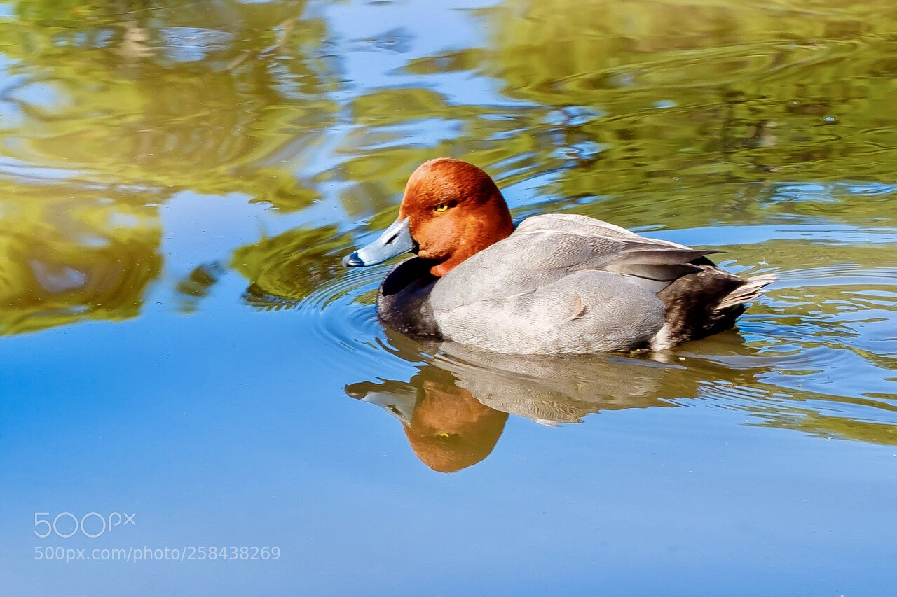 Fujifilm X-T2 sample photo. “redhead” photography