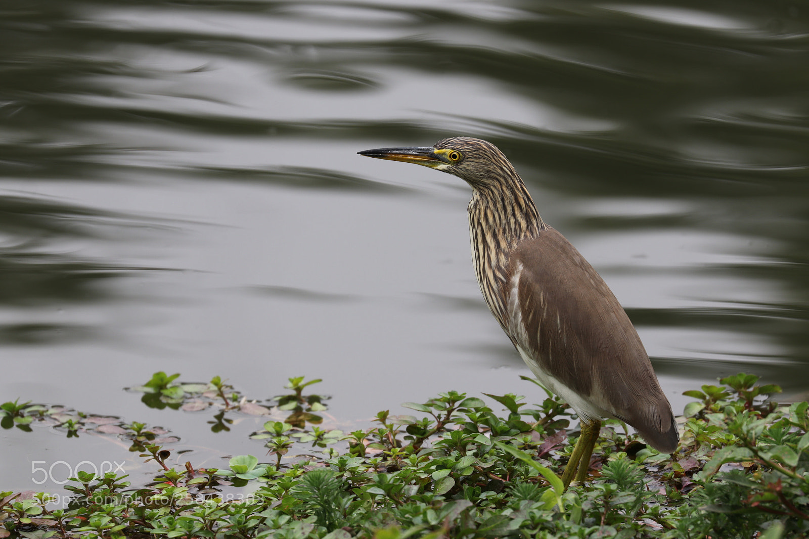 Canon EOS 80D sample photo. Chinese pond heron photography