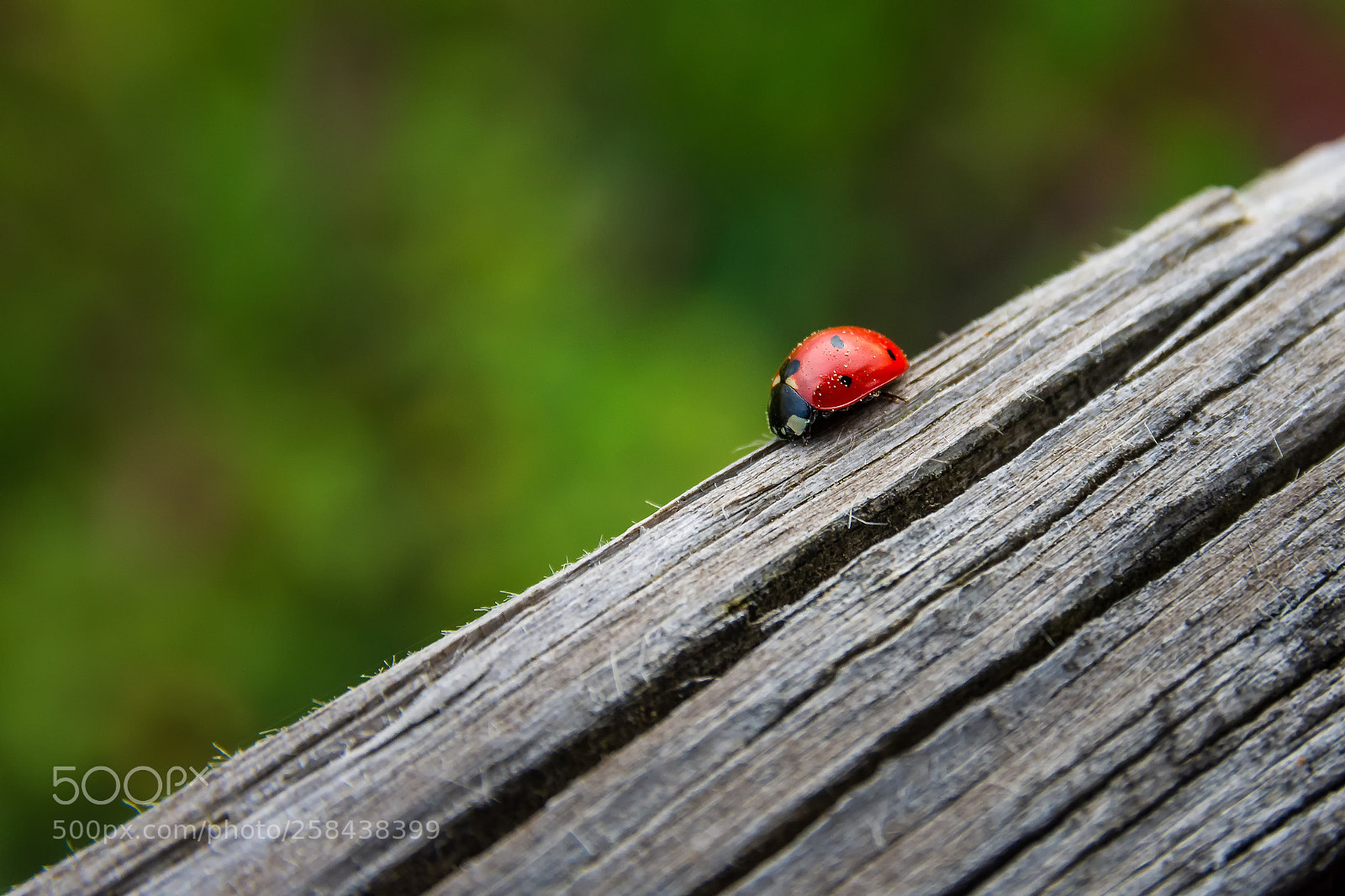 Nikon D7200 sample photo. Ladybug photography