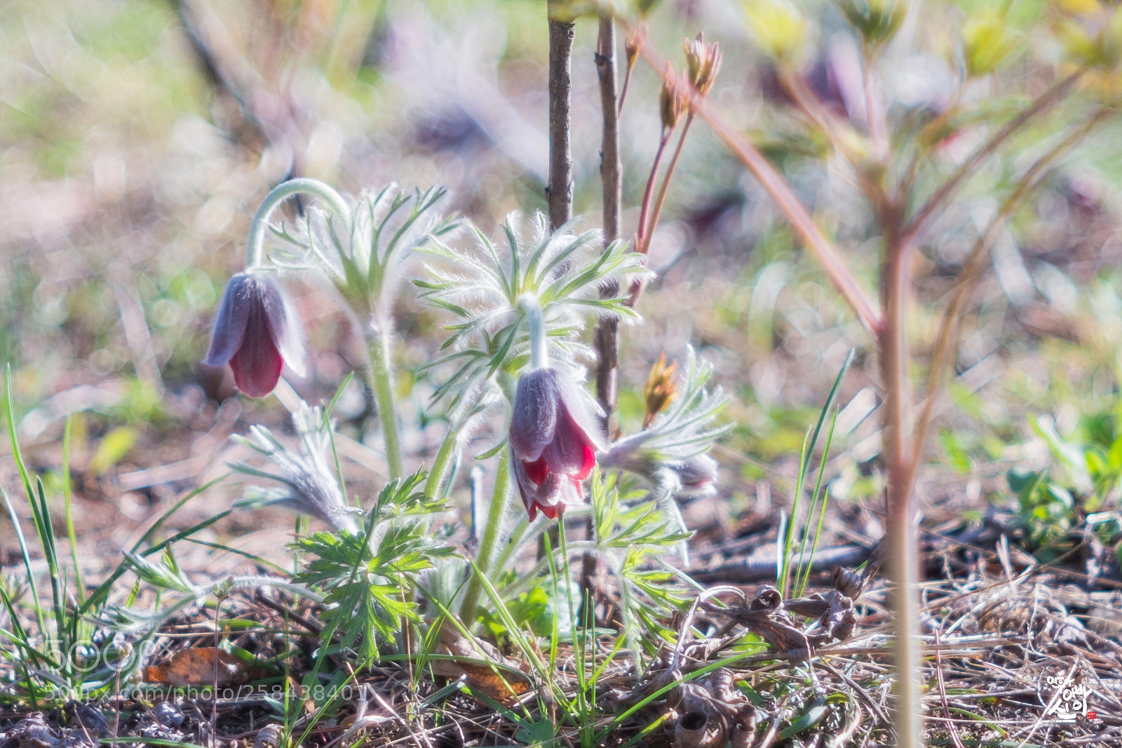 Fujifilm X-T2 sample photo. Korean pasque flower photography