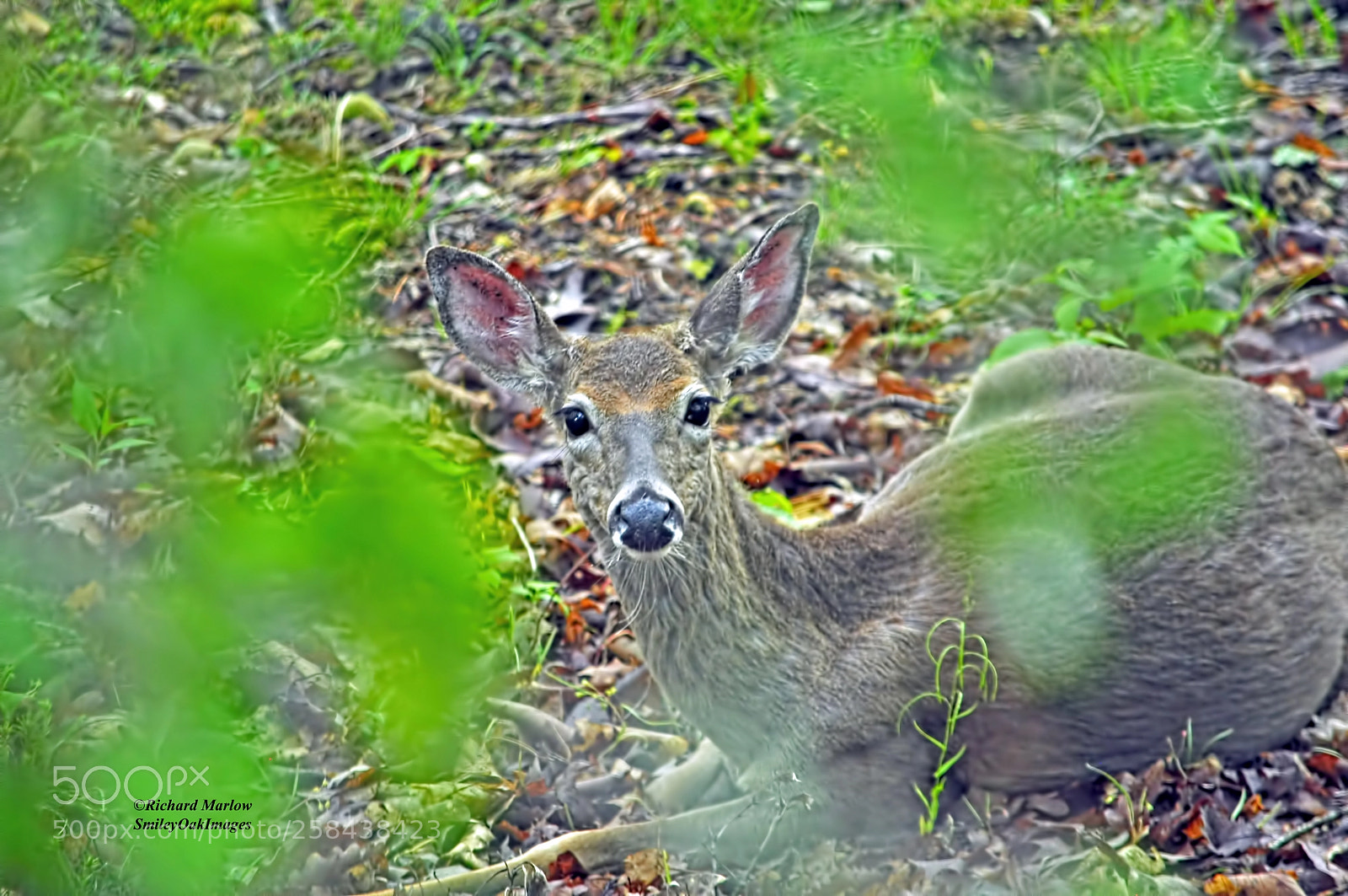 Nikon D5000 sample photo. Whitetail deer photography