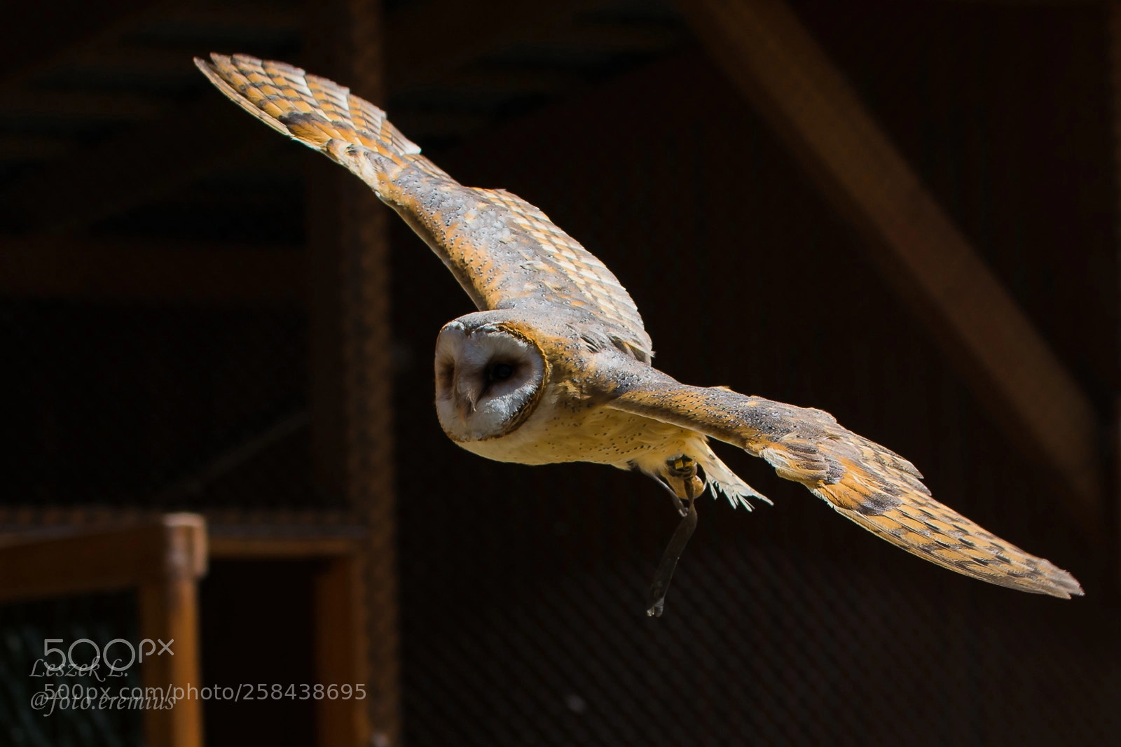 Nikon D7100 sample photo. Tyto alba photography