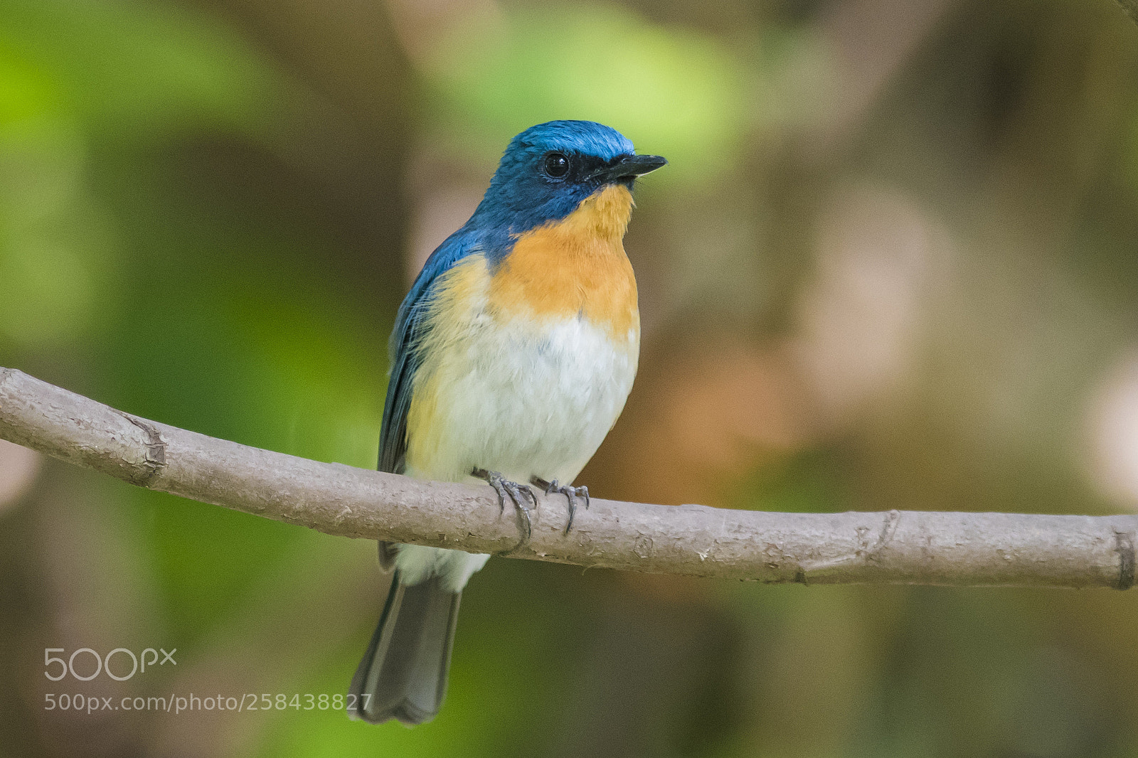 Nikon D500 sample photo. Perched photography